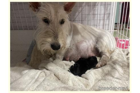 成約済の千葉県のスコティッシュテリア-183140の10枚目